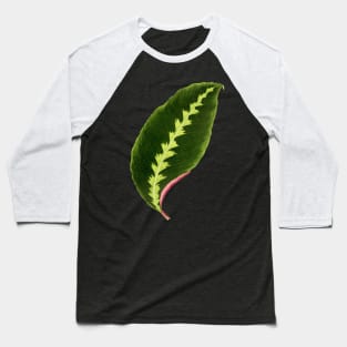 Calathea Warscewiczii - Flore des serres et des jardin de l’Europe Baseball T-Shirt